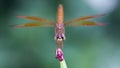 exotic dragonfly landing on a purple flower, macro photography of this elegant and delicate Odonata