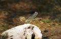 Dragonfly resting on a rock