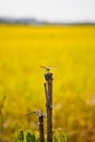 The dragonfly is resting. it`s a dragonfly A dragonfly that gently flaps its wings in a quiet field and sits down gently.