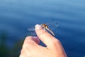 Dragonfly resting, sitting on a woman hand on a background of water. Selective focus, blurred background Royalty Free Stock Photo