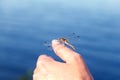 Dragonfly resting, sitting on a woman hand on a background of water. Selective focus, blurred background Royalty Free Stock Photo