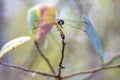 Dragonfly Resting On A Stick Royalty Free Stock Photo