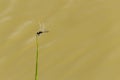 A dragonfly resting on a stick. Royalty Free Stock Photo