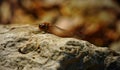 Red Dragonfly resting on a stone, in the park Royalty Free Stock Photo