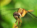 Dragonfly resting on top of leaf