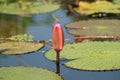 Dragonfly Resting on the Top of Vibrant Pink Lotus Flower Bud in the Sunlight