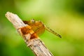 Dragonfly resting on tree branch