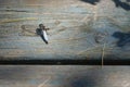 A dragonfly resting on a wooden dock Royalty Free Stock Photo