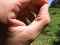 Dragonfly rests on the hand Royalty Free Stock Photo