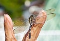 A dragonfly rests on an old man\'s hand, close-up Royalty Free Stock Photo