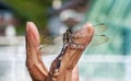 A dragonfly rests on an old man's hand, close-up Royalty Free Stock Photo