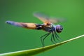 Dragonfly Resting on a Leaf Royalty Free Stock Photo