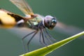 Dragonfly Perched on a Leaf