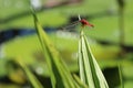 Dragonfly Rests on Plant Royalty Free Stock Photo