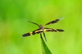Dragonfly(Rhyothemis variegata arria) Royalty Free Stock Photo