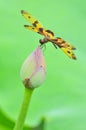 Dragonfly(Rhyothemis variegata arria)