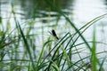 Dragonfly on the river bank on the green grass