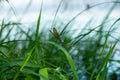 A dragonfly on the river bank on the green grass