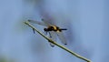 Dragonfly Rodothemis phylis waiting for prey