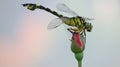 Dragonfly on rose