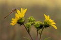 Dragonfly on rosinweed blossoms Royalty Free Stock Photo