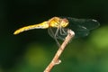 Dragonfly Ruddy darter isolated on dark background- closeup