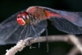 Dragonfly Ruddy Darter (Sympetrum sanguineum) Royalty Free Stock Photo