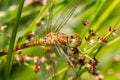 Dragonfly rudy darter
