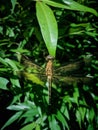 Dragonfly ryothemis Royalty Free Stock Photo