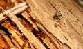 Dragonfly Perch: Closeup of a Majestic Insect on a Dry Decomposing Wooden Tree Branch Royalty Free Stock Photo