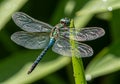 And the dragonfly s segmented body are clearly visible, emphasizing Royalty Free Stock Photo