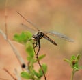 Dragonfly on a sage bush Royalty Free Stock Photo