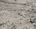 Dragonfly on a sandy path