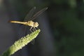 Dragonfly Royalty Free Stock Photo