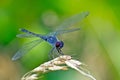 Dragonfly Seaside Dragonlet Royalty Free Stock Photo
