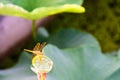 dragonfly and seedpod of the lotus Royalty Free Stock Photo