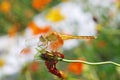 Dragonfly on senescence flower