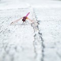 Dragonfly settled on whithe stone Royalty Free Stock Photo