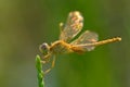 Dragonfly with shinning wings