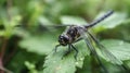 Dragonfly side profile on leaf with blurred backdrop Royalty Free Stock Photo