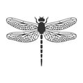 dragonfly silhouette insect detailed wings nature bug icon vector illustration Royalty Free Stock Photo