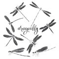 Dragonfly. Silhouettes. Vector illustration on white background. Isolated elements for design, eight insects.