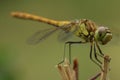 Dragonfly Royalty Free Stock Photo