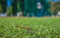 A dragonfly sits on artificial grass on a soccer field? An footb