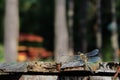 A dragonfly sits on a bench in the background of trees Royalty Free Stock Photo