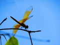 A dragonfly sits on a bench