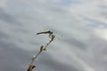 Dragonfly sits on a blade of grass above the water Royalty Free Stock Photo