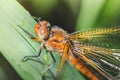 dragonfly sits on a blade of green grass