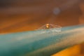 The dragonfly sits on a blue pipe on a blurred brown background. Yellow dragonfly close-up, selective focus Royalty Free Stock Photo