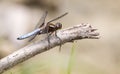 Dragonfly sits on a branch